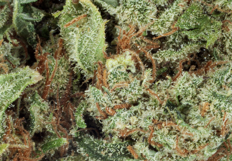Amnesia Haze fleur CBD Cannarome