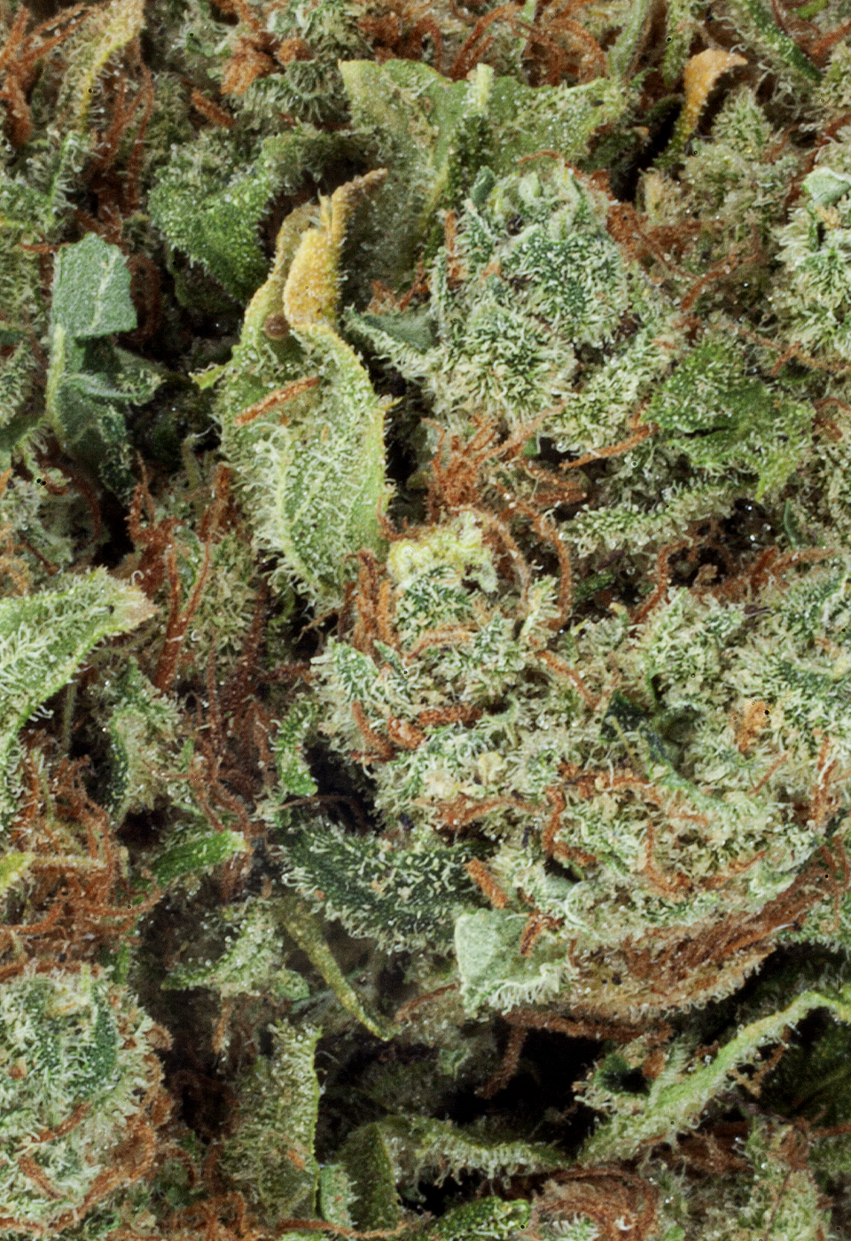 Amnesia Haze fleur CBD Cannarome