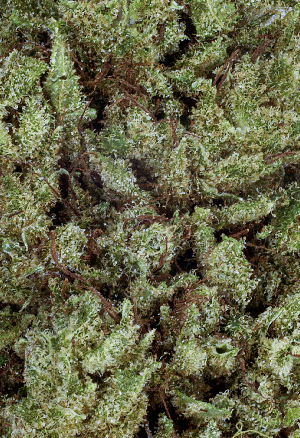 Limoncello Fleu CBD Cannarome Limoncello Fleu CBD Cannarome