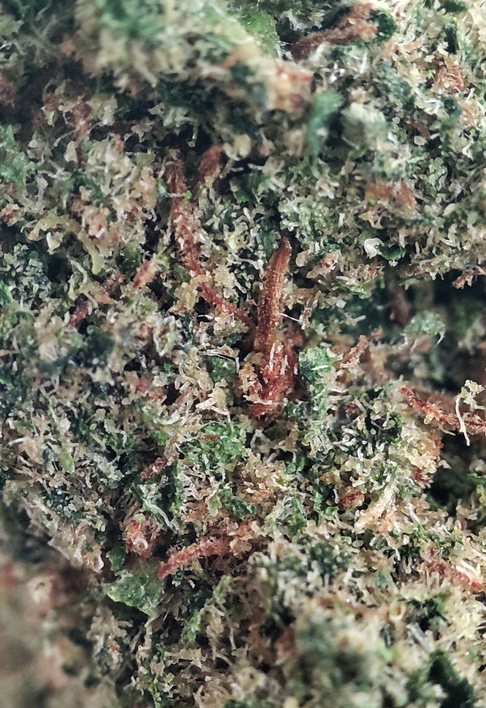 Gelato fleur CBD Cannarome