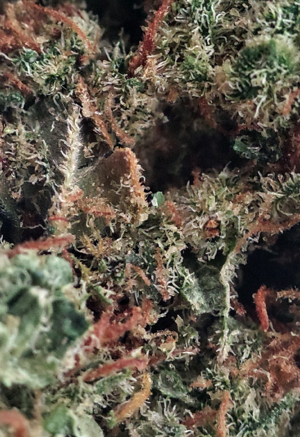 Silver haze fleur CBD Cannarome